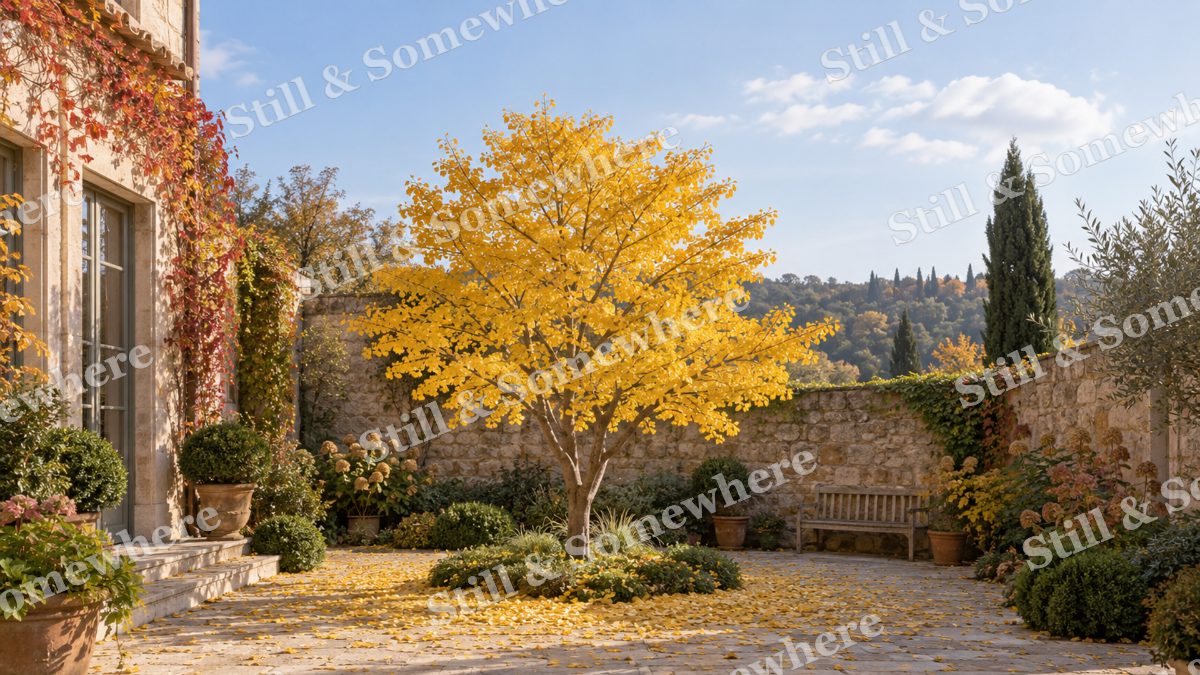 Golden Ginkgo Courtyard, gardens artwork preview