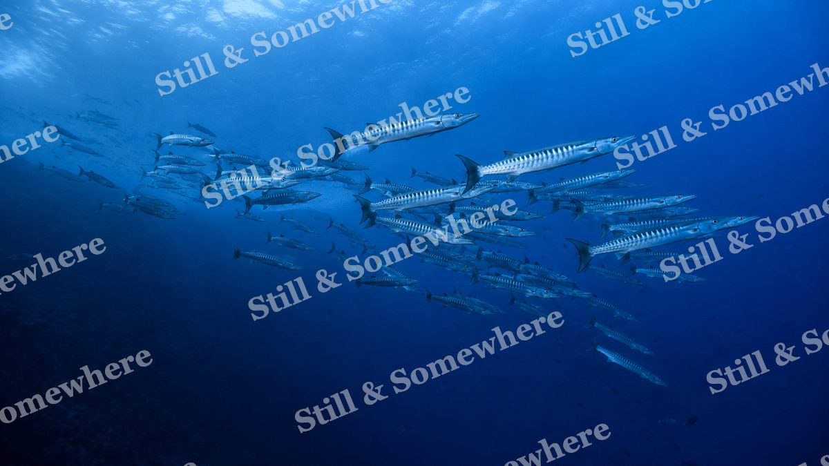 Barracuda Above the Abyss, ocean artwork preview