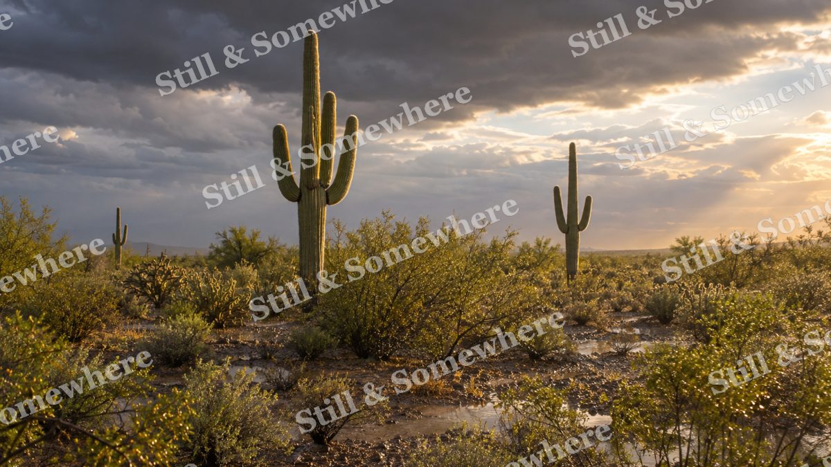 Saguaro Desert After Summer Rain, scenery artwork preview