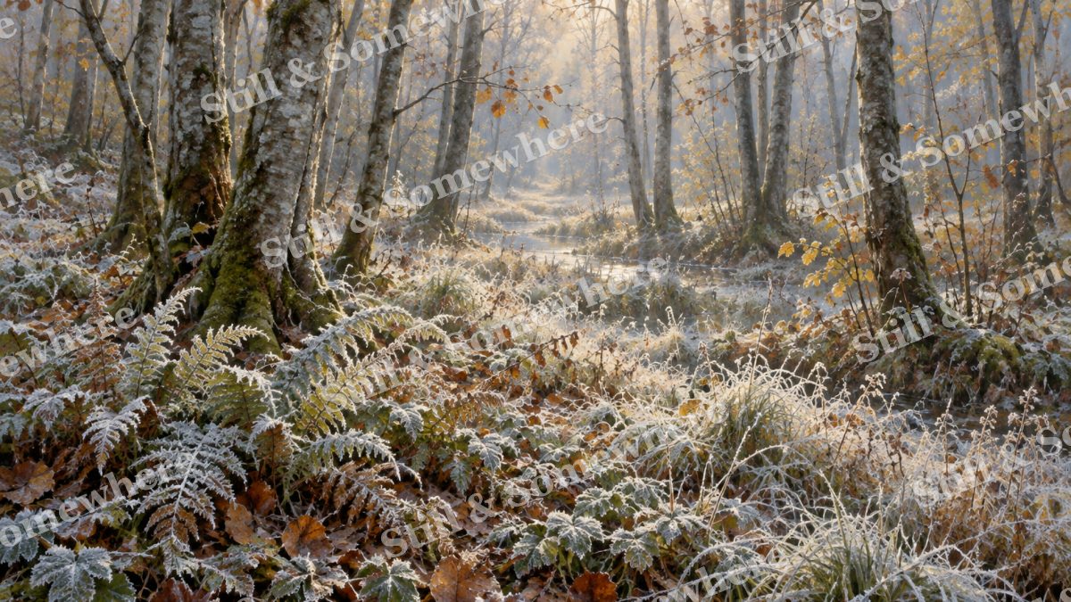 First Frost in the Alder Wood, forests artwork preview