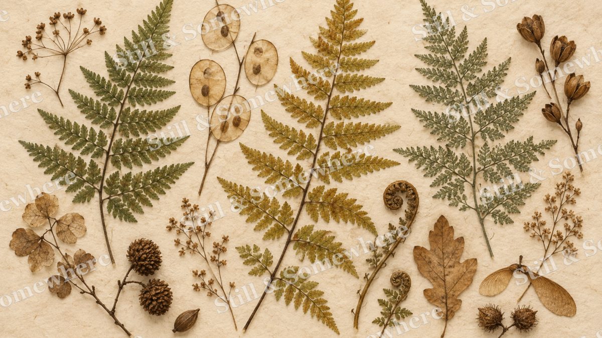 Pressed Ferns and Seed Pods, botanicals artwork preview