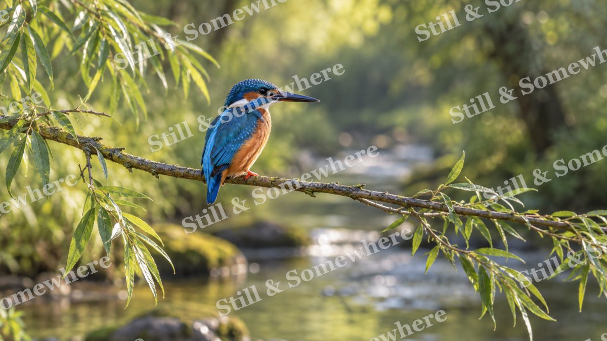 Kingfisher Willow Branch, wildlife artwork preview