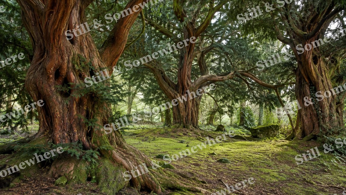 Ancient Yew Grove in Green Shade, scenery artwork preview