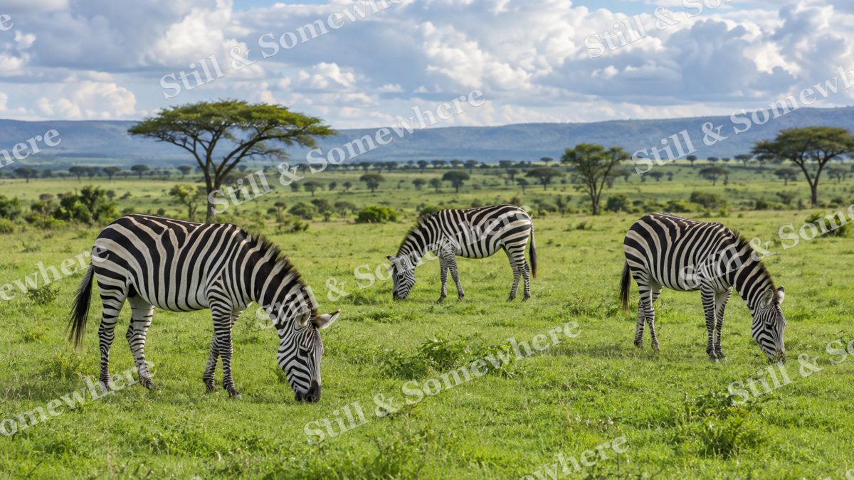 Zebras Green Plains, wildlife artwork preview