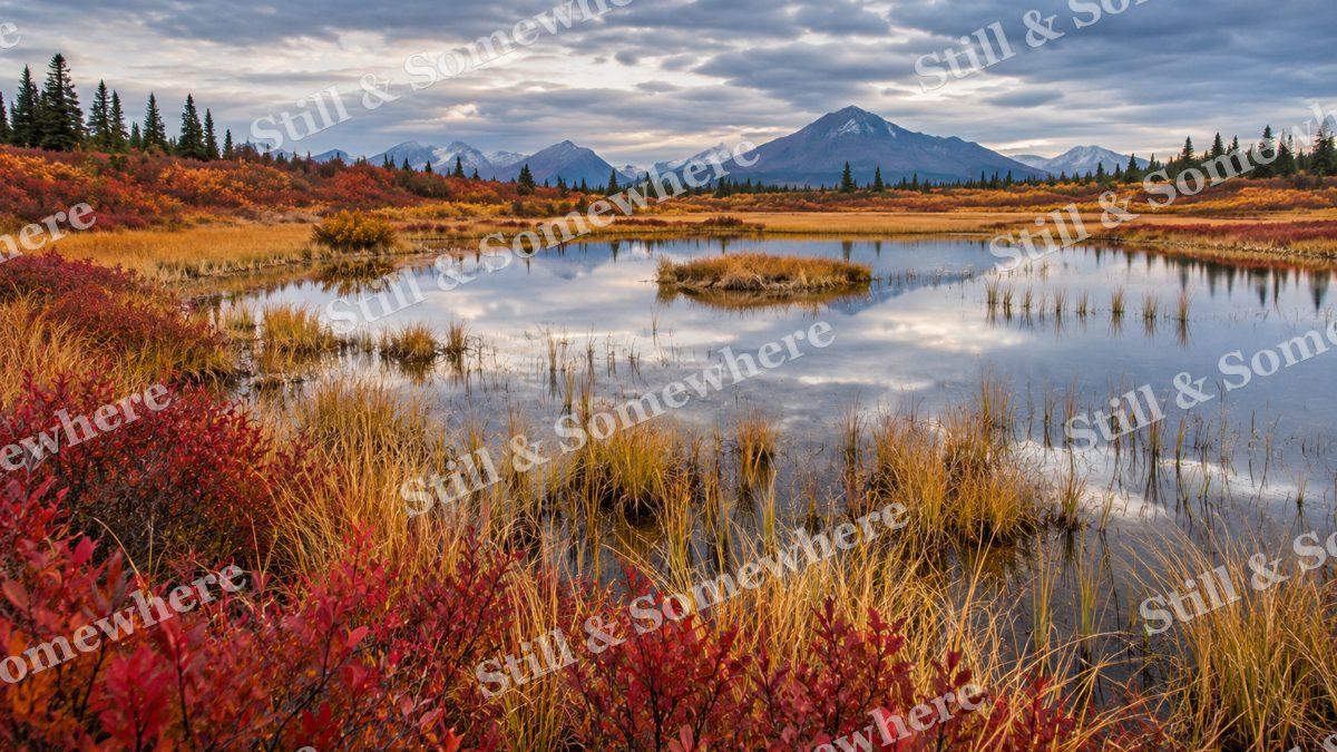 The Scarlet Marsh Edge, peaceful landscapes artwork preview