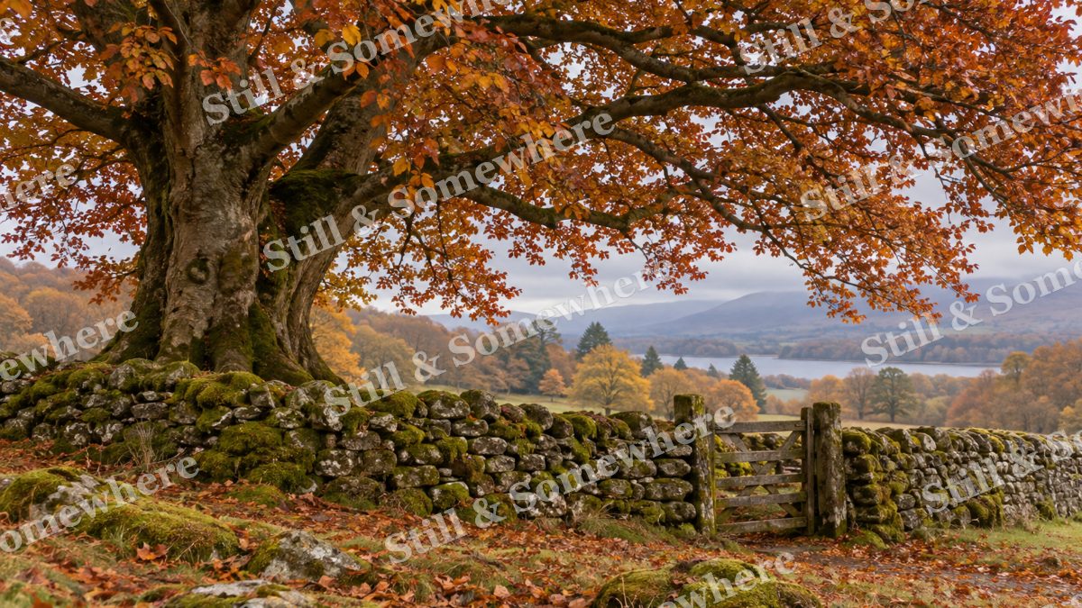 Copper Beech Over a Stone Wall, fall artwork preview