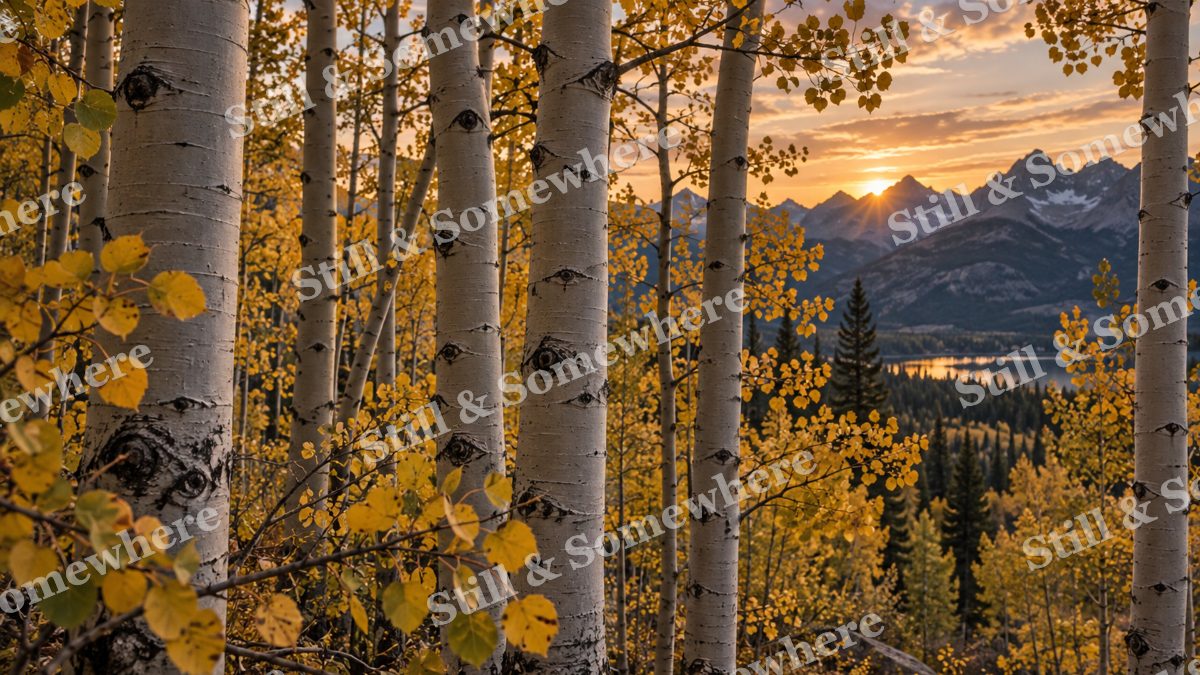 Autumn Aspen Grove at Twilight, fall artwork preview