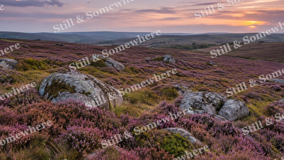Pink Heather on Open Moorland, scenery artwork preview