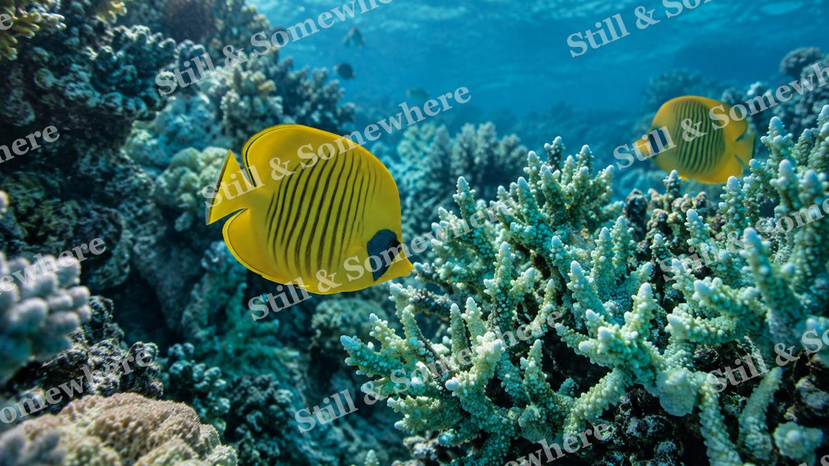 Butterflyfish Turquoise Coral, ocean artwork preview
