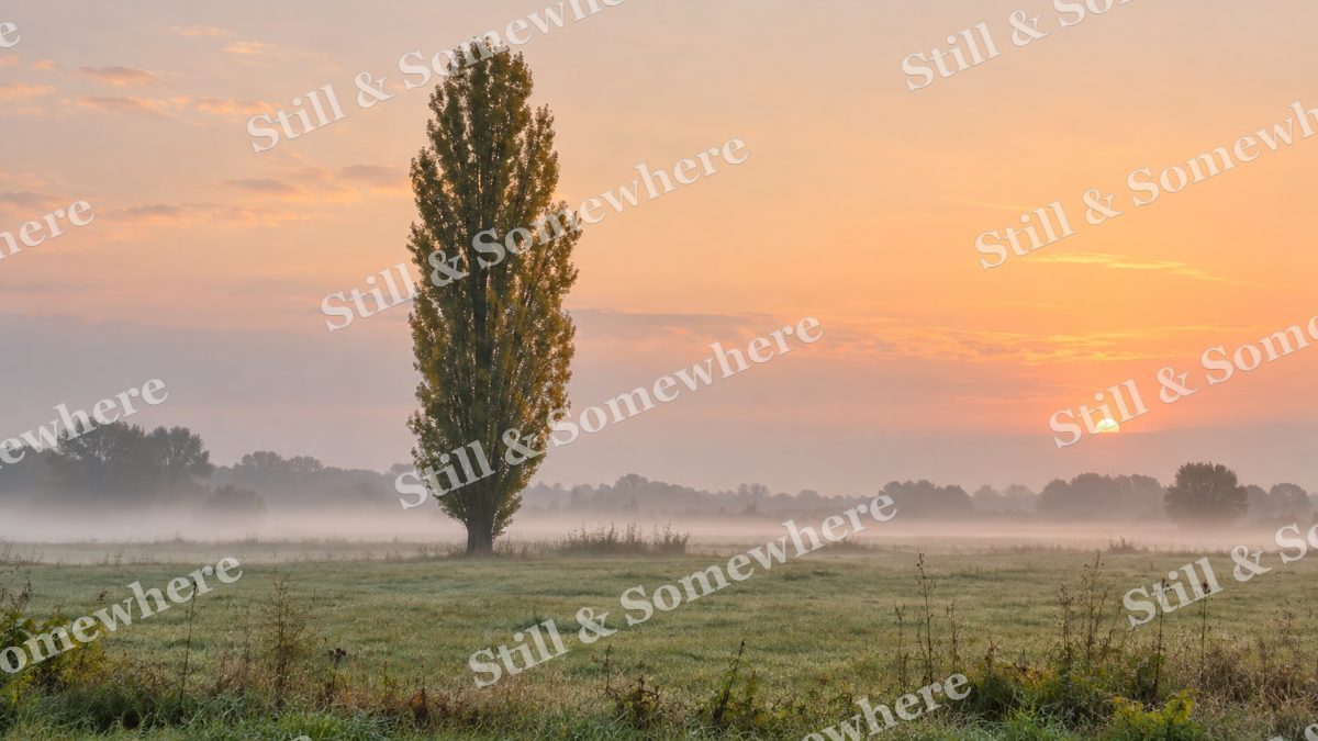 Landscapes A Lone Poplar in a Misty Pasture, peaceful landscapes artwork preview