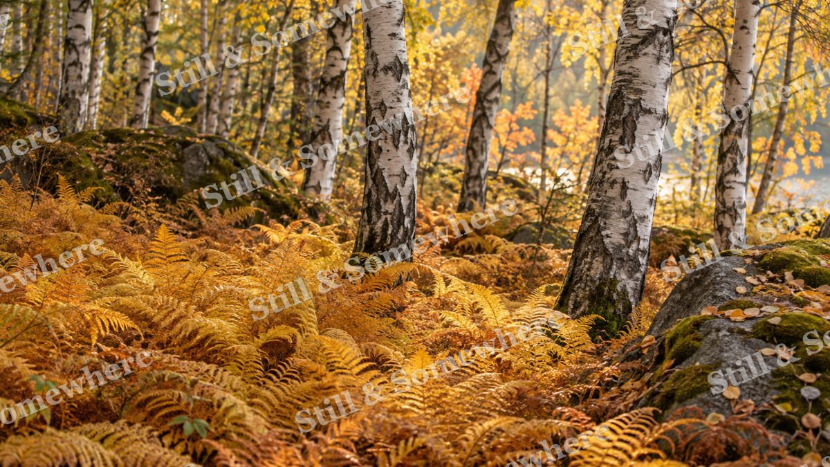 Amber Ferns beneath Birches, fall artwork preview