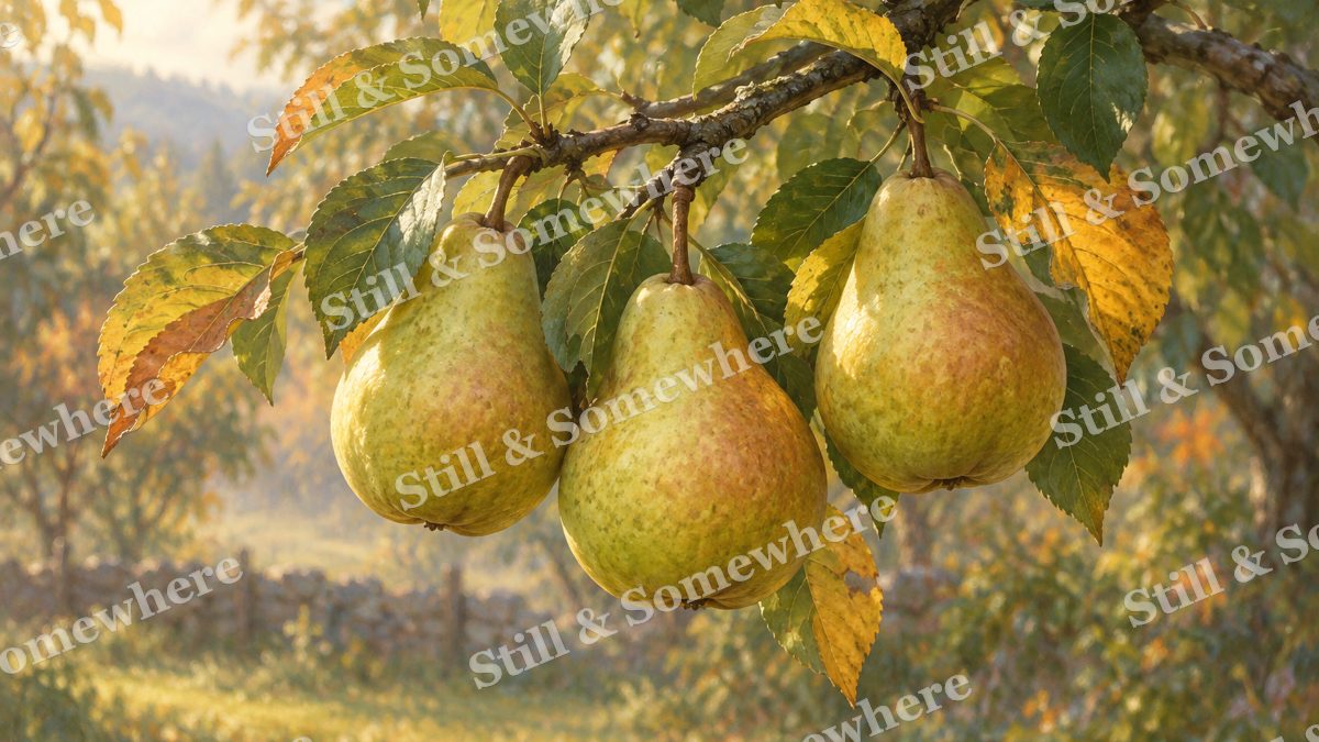 Pears and Turning Leaves, botanicals artwork preview
