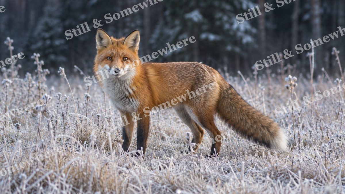 Red Fox Frosted Grass, wildlife artwork preview
