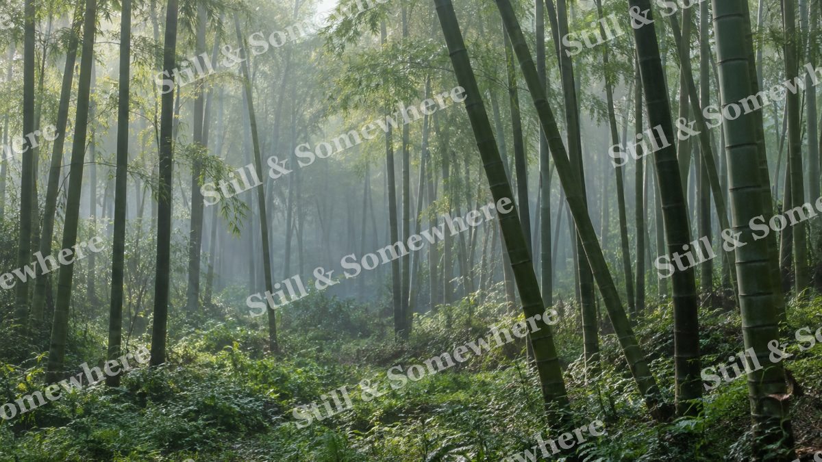Bamboo Grove in Gentle Mist, scenery artwork preview