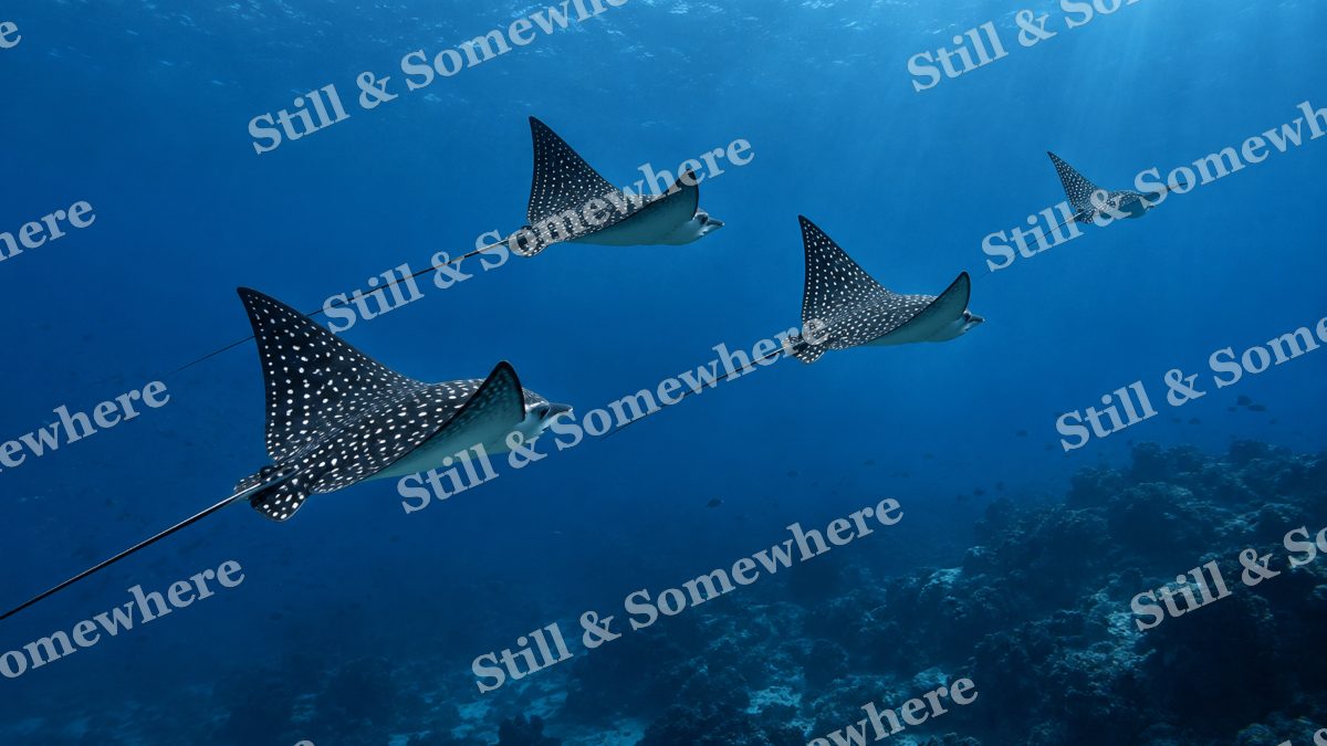 Eagle Ray Formation, ocean artwork preview