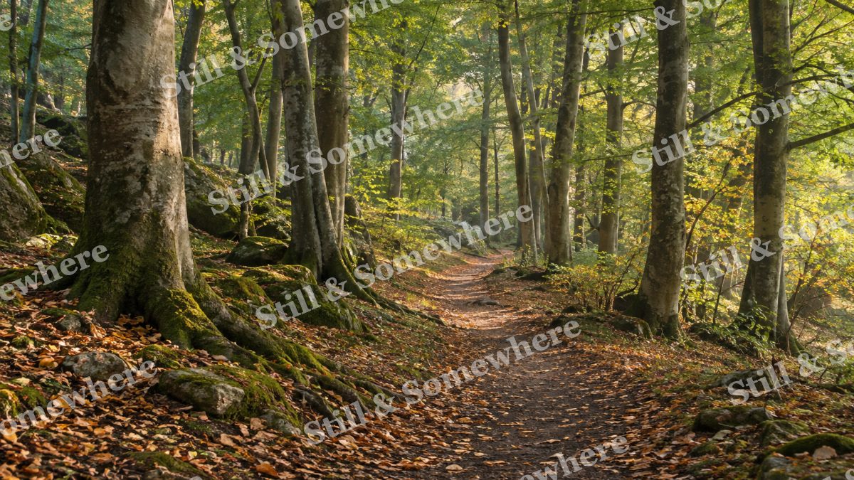Landscapes Morning Light on a Woodland Footpath, peaceful landscapes artwork preview