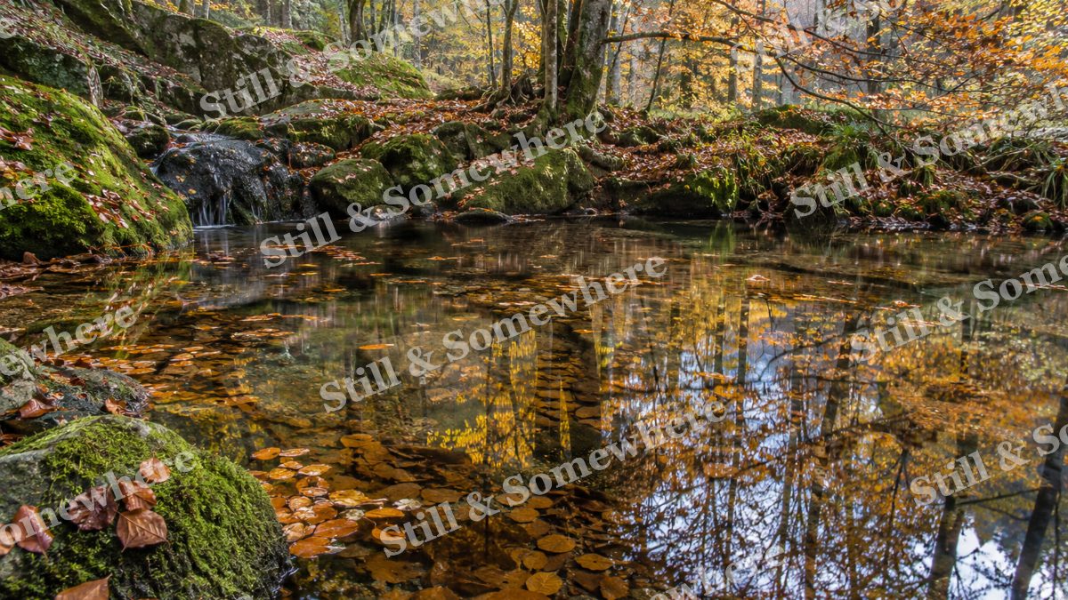 Beech Leaves on the Reflecting Pool, peaceful landscapes artwork preview
