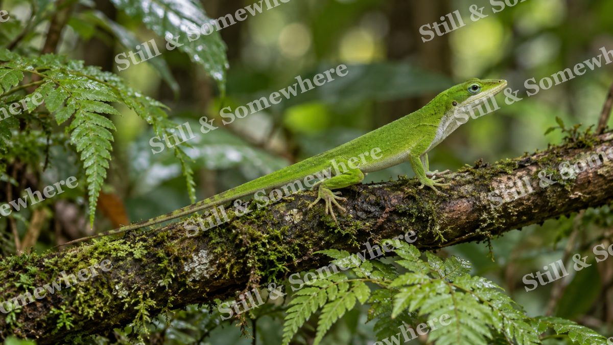 Green Anole Fern, wildlife artwork preview