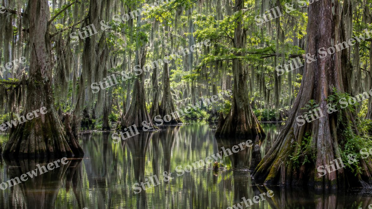 Cypress Reflections in Still Wetland, scenery artwork preview