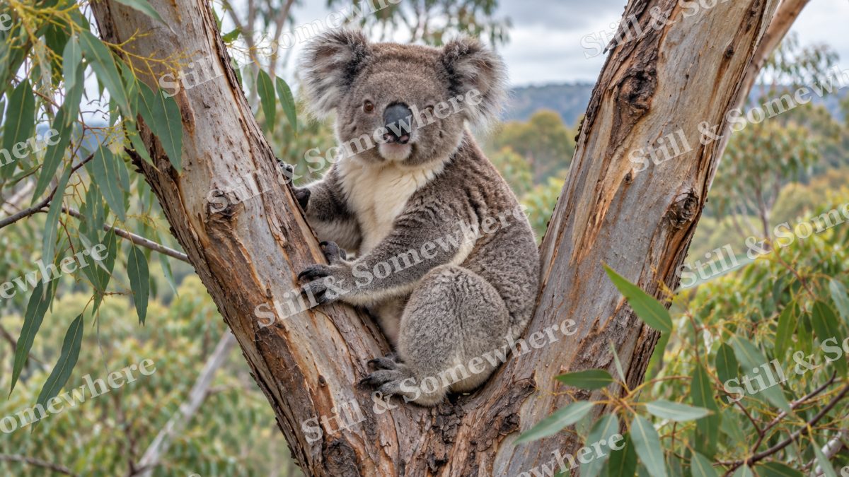 Koala Eucalyptus Fork, wildlife artwork preview
