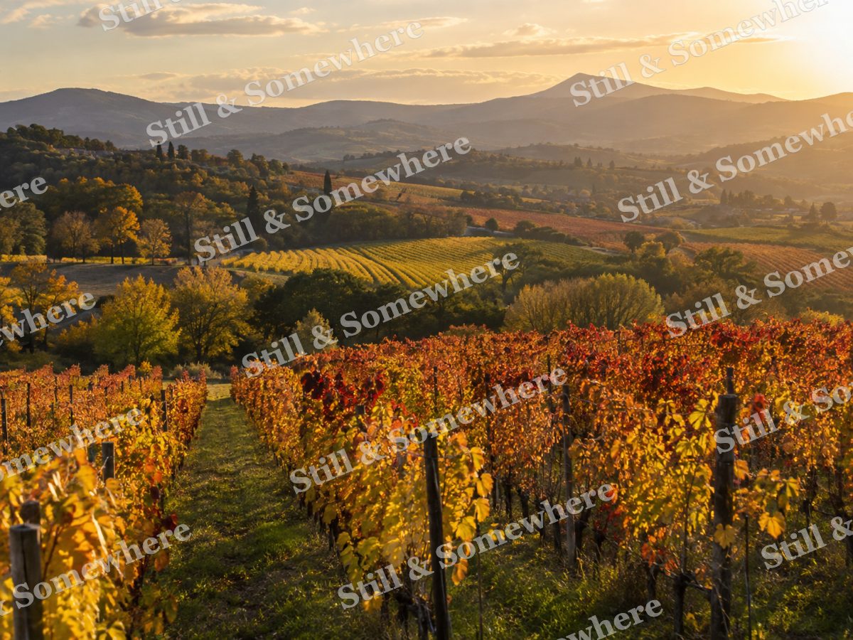 Golden Autumn Vineyard in Rolling Hills, original artwork preview