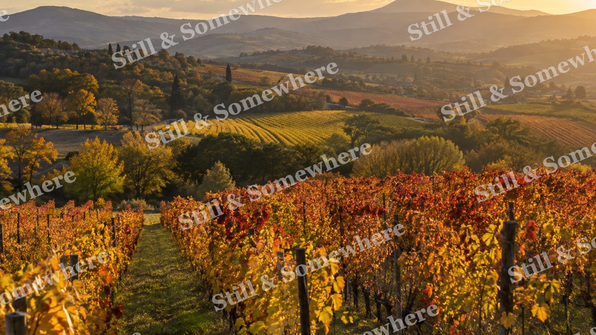 Golden Autumn Vineyard in Rolling Hills, fall artwork preview