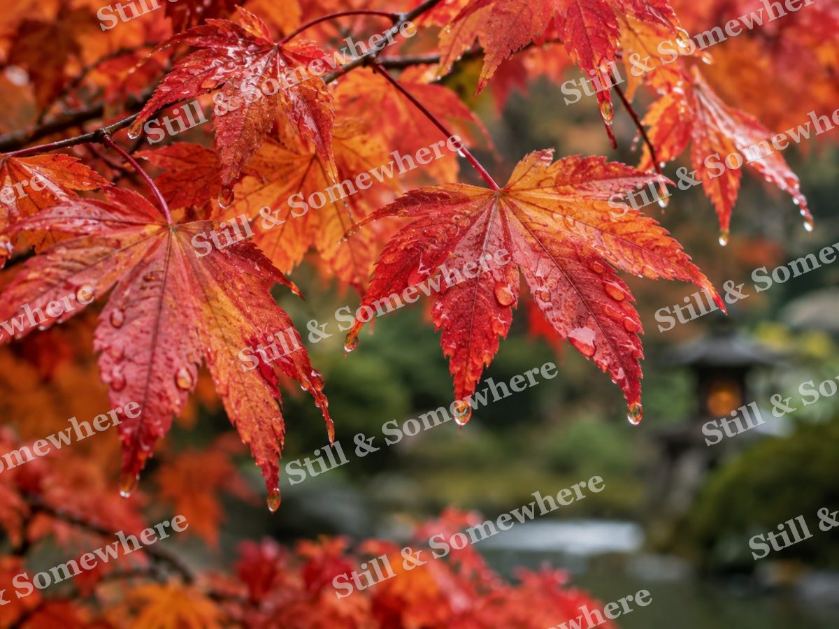 Rain Kissed Red Maple Leaves in a Garden, original artwork preview