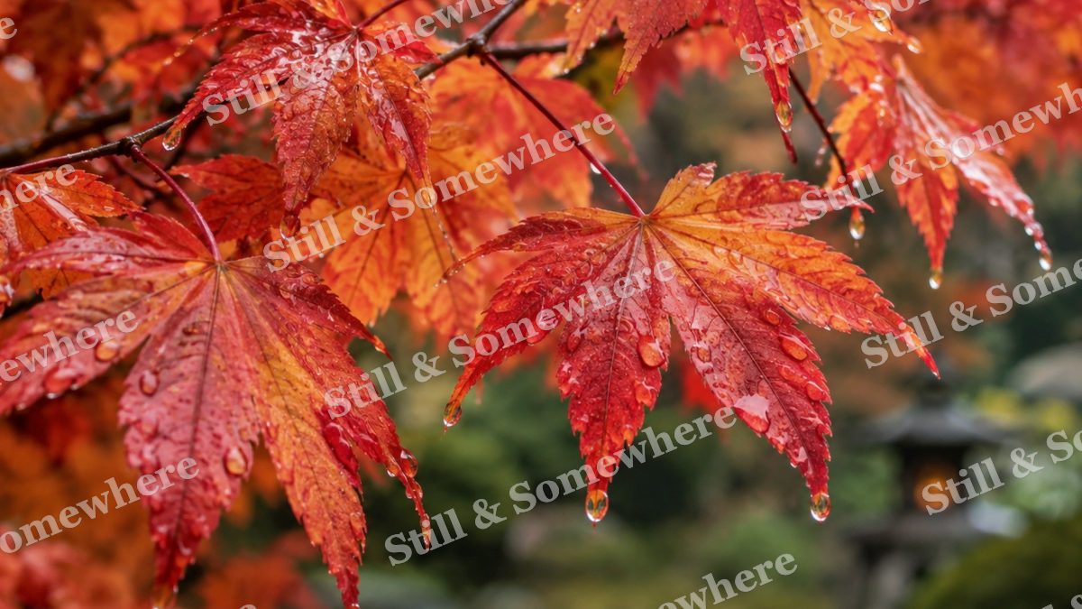 Rain Kissed Red Maple Leaves in a Garden, fall artwork preview