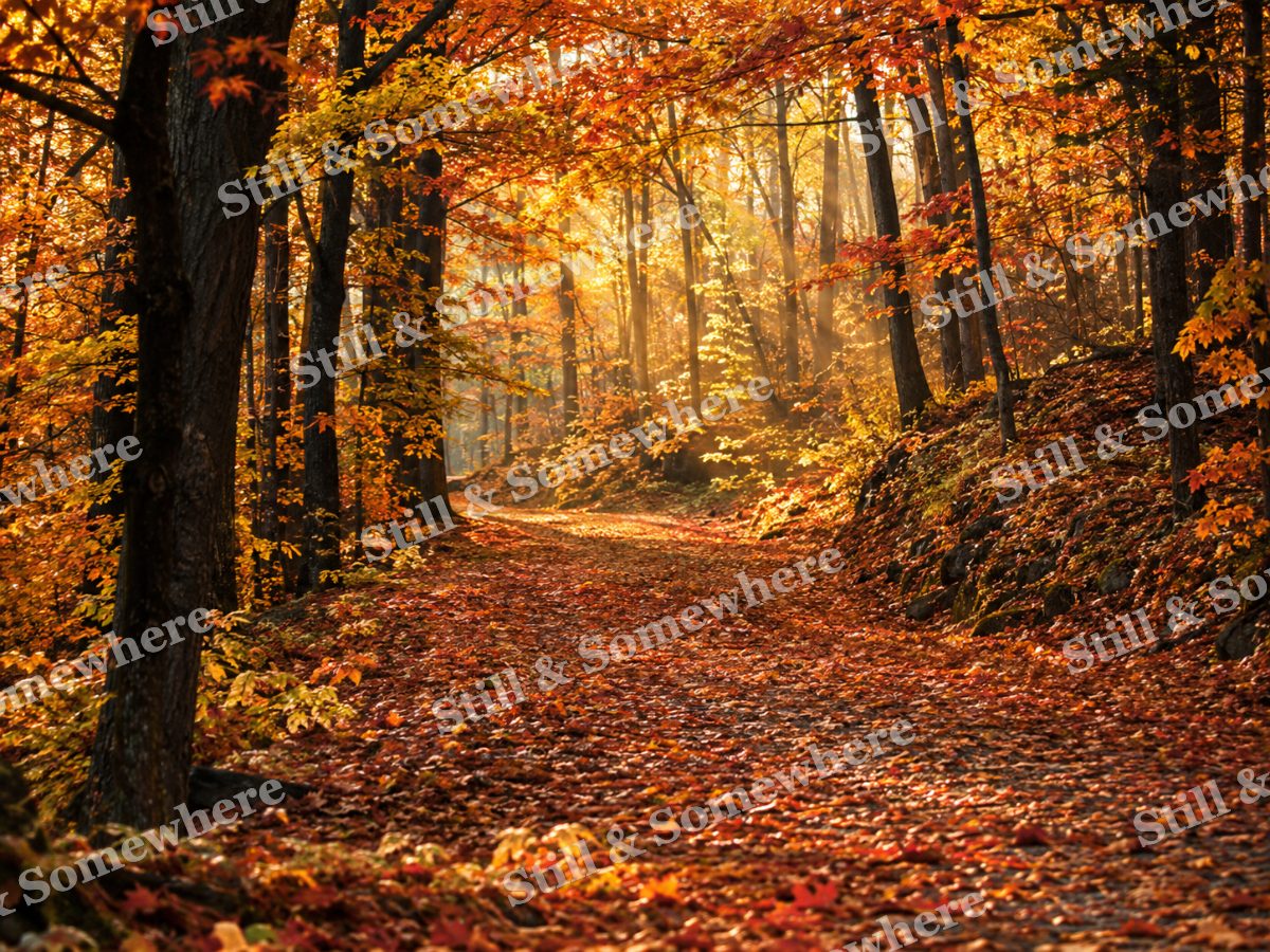 Sunlit Path Through a Golden Autumn Forest, original artwork preview