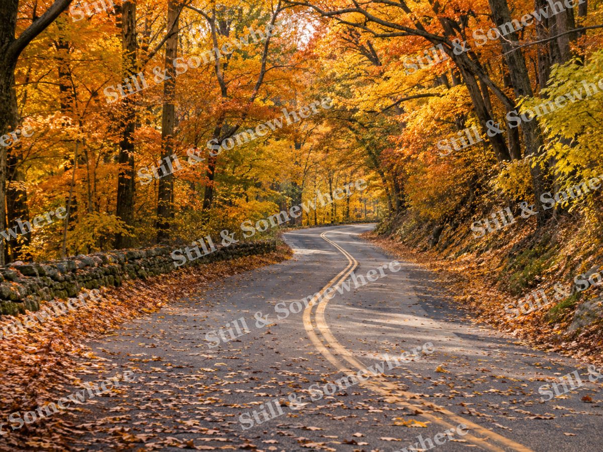 Winding Road Beneath Golden Autumn Trees, original artwork preview