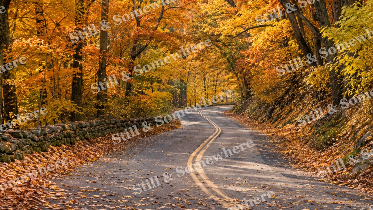 Winding Road Beneath Golden Autumn Trees, fall artwork preview